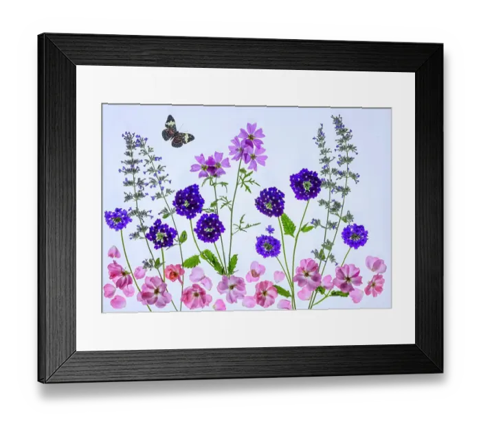 Framed Print : USA, Washington State, Sammamish. Flowers laid out on light table as a flower arrangement Framed Print : USA, Washington State, Sammamish. Flowers laid out on light table as a flower arrangement