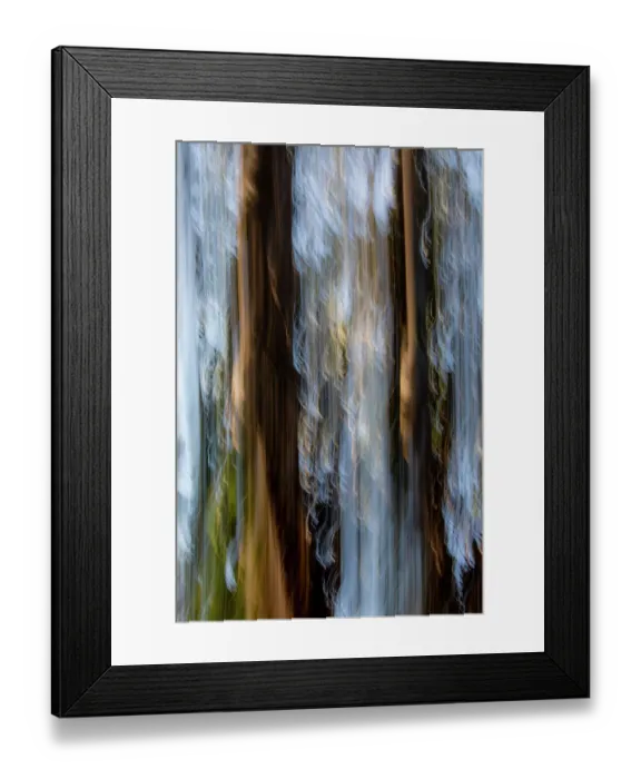 Framed Print : USA, California, Pacific Grove. Tree trunks of eucalyptus trees movement and interplay of light Framed Print : USA, California, Pacific Grove. Tree trunks of eucalyptus trees movement and interplay of light