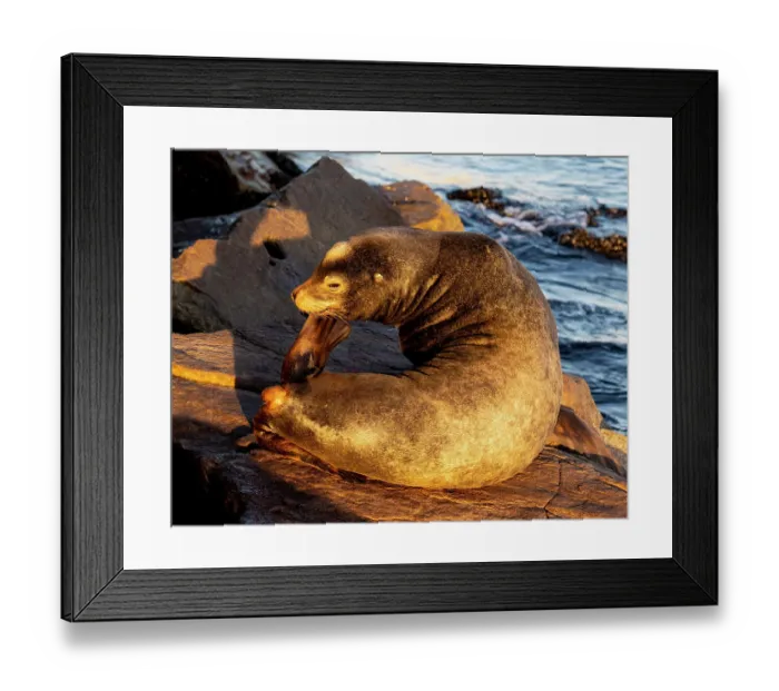 Framed Print : USA, California, Monterey. First light on sea lion just off of the Coast Guard Pier in Monterey Bay Framed Print : USA, California, Monterey. First light on sea lion just off of the Coast Guard Pier in Monterey Bay