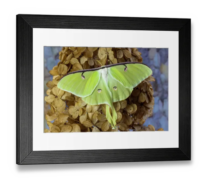 Framed Print : USA, Washington State, Sammamish. Luna silk moth lime green with long tail on hind wings Framed Print : USA, Washington State, Sammamish. Luna silk moth lime green with long tail on hind wings