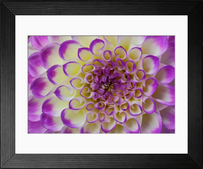 Framed Print : USA, Washington State, Sammamish. Dahlia flower close-up showing the circular petal pattern Framed Print : USA, Washington State, Sammamish. Dahlia flower close-up showing the circular petal pattern