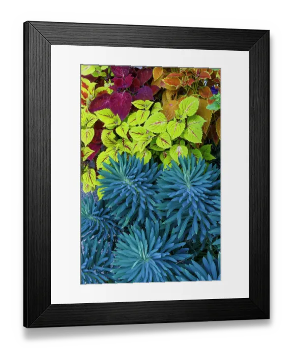 Framed Print : USA, Washington State, Sammamish. Blue green euphorbia plant in foreground with coleus in flower pot behind Framed Print : USA, Washington State, Sammamish. Blue green euphorbia plant in foreground with coleus in flower pot behind