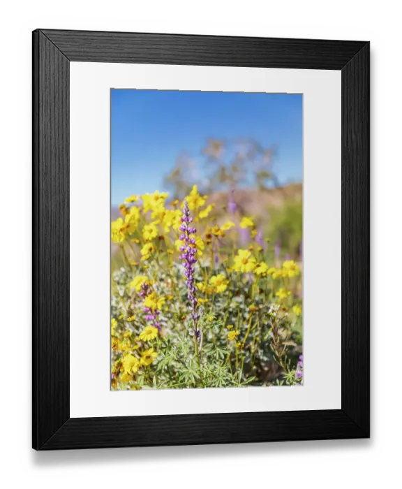 Framed Print : California, USA. Lupines and Brittlebush flowers in Joshua Tree National Park