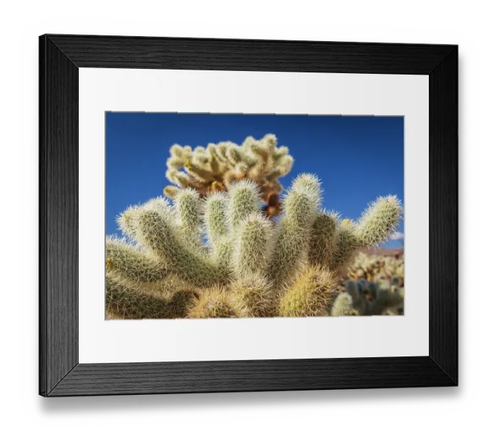 Framed Print : California, USA. Cholla cactus in Joshua Tree National Park Framed Print : California, USA. Cholla cactus in Joshua Tree National Park