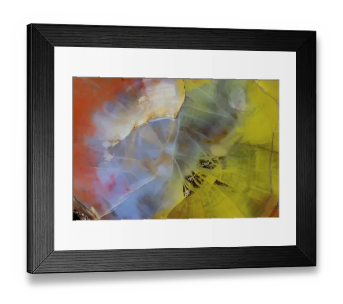 Framed Print : USA, Washington State, Sammamish. Close-up of Petrified Wood Framed Print : USA, Washington State, Sammamish. Close-up of Petrified Wood
