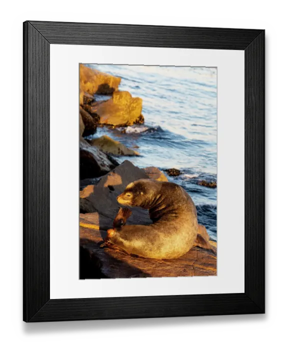 Framed Print : USA, California, Monterey. First light on sea lion just off of the Coast Guard Pier in Monterey Bay