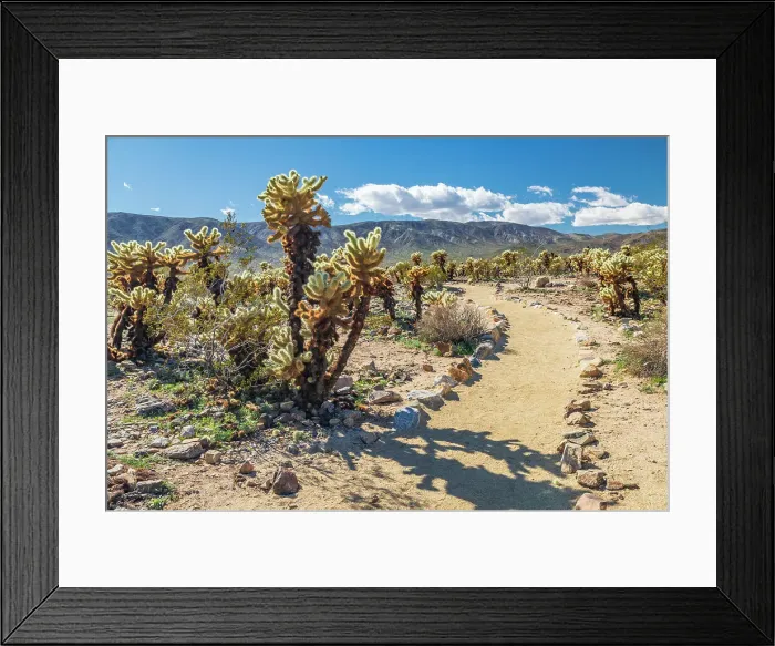 Framed Print : California, USA. Cholla cactus along a hiking trail in Joshua Tree National Park