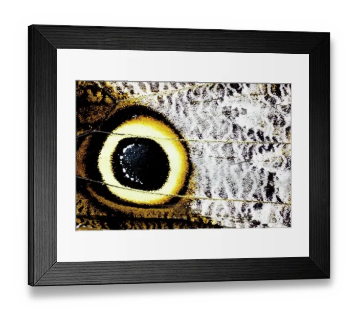 Framed Print : USA, Washington State, Sammamish. Close-up detail of eye-spot of butterfly wing Framed Print : USA, Washington State, Sammamish. Close-up detail of eye-spot of butterfly wing