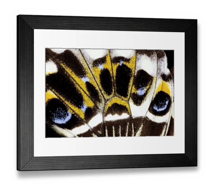 Framed Print : USA, Washington State, Sammamish. Butterfly wing detail Framed Print : USA, Washington State, Sammamish. Butterfly wing detail