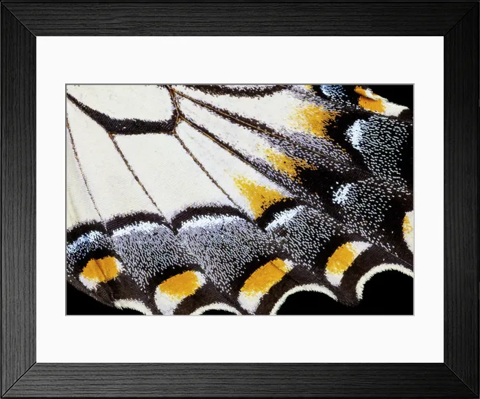Framed Print : USA, Washington State, Sammamish. Butterfly wing detail