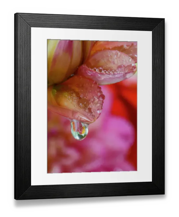 Framed Print : USA, Washington State, Sammamish. Dewdrops on dahlia reflecting a dahlia in the background Framed Print : USA, Washington State, Sammamish. Dewdrops on dahlia reflecting a dahlia in the background