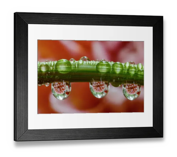 Framed Print : USA, Washington State, Sammamish. Dewdrops on dahlia stem reflecting a dahlia in the background