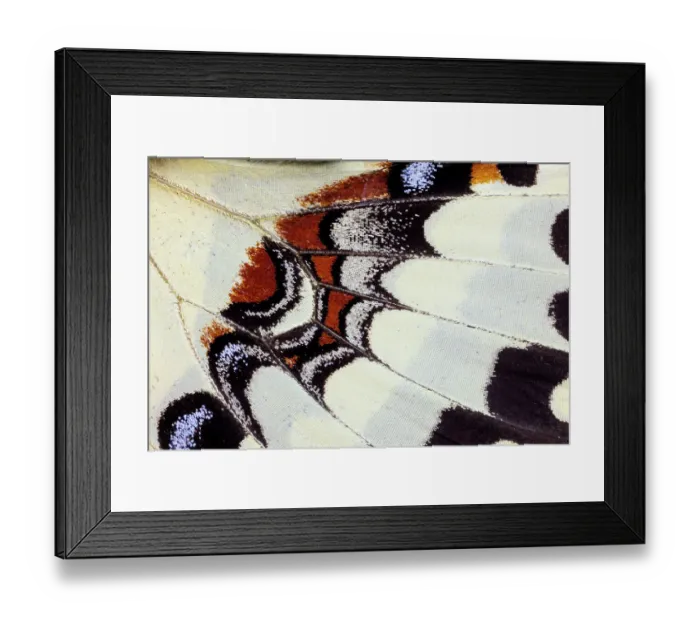 Framed Print : USA, Washington State, Sammamish. Butterfly wing detail Framed Print : USA, Washington State, Sammamish. Butterfly wing detail
