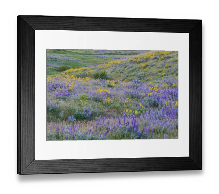 Framed Print : USA, Washington State, Columbia Hills State Park along the Columbia river springtime with fields of blooming balsamroot and lupine Framed Print : USA, Washington State, Columbia Hills State Park along the Columbia river springtime with fields of blooming balsamroot and lupine