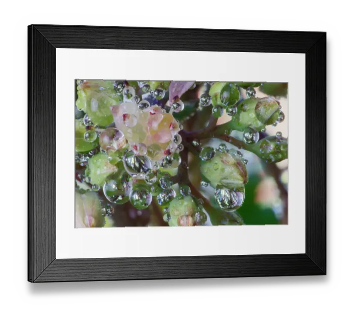 Framed Print : USA, Washington State, Sammamish. Dewdrops on sedum starry flowers