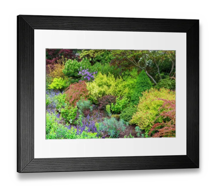 Framed Print : USA, Washington State, Sammamish. Front yard garden in springtime color with deer resistant plants Framed Print : USA, Washington State, Sammamish. Front yard garden in springtime color with deer resistant plants