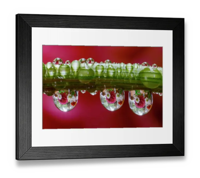 Framed Print : USA, Washington State, Sammamish. Dewdrops on dahlia stem reflecting a dahlia in the background Framed Print : USA, Washington State, Sammamish. Dewdrops on dahlia stem reflecting a dahlia in the background