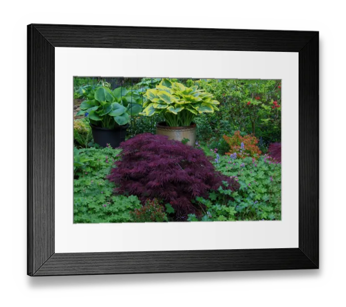 Framed Print : USA, Washington State, Sammamish. Garden in springtime colors with hosta, Japanese maple