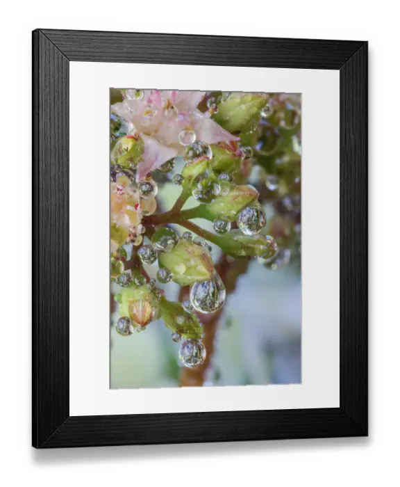 Framed Print : USA, Washington State, Sammamish. Dewdrops on sedum starry flowers Framed Print : USA, Washington State, Sammamish. Dewdrops on sedum starry flowers