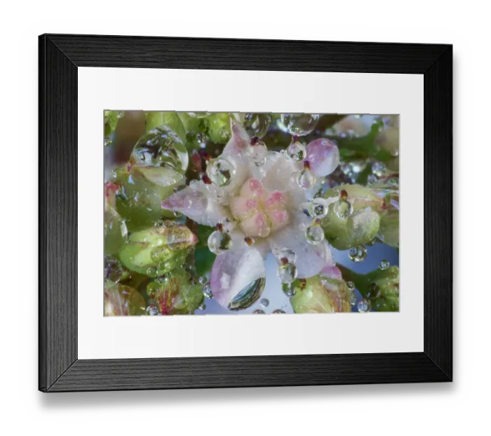 Framed Print : USA, Washington State, Sammamish. Dewdrops on sedum starry flowers Framed Print : USA, Washington State, Sammamish. Dewdrops on sedum starry flowers