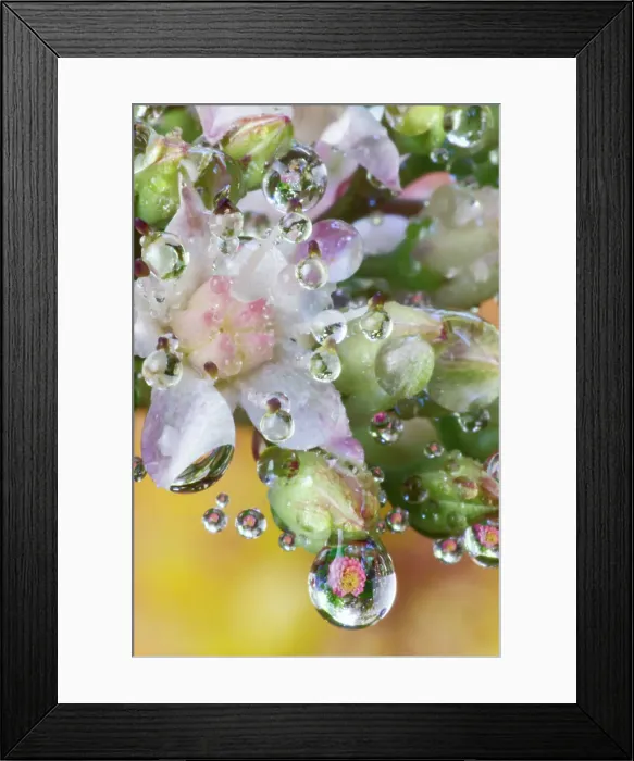 Framed Print : USA, Washington State, Sammamish. Dewdrops on sedum starry flowers