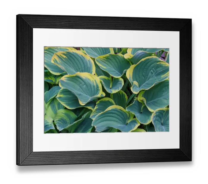 Framed Print : USA, Washington State, Sammamish. Garden in springtime colors with hosta sage growing in large pots