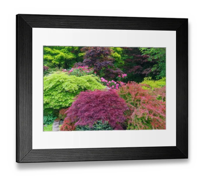 Framed Print : USA, Washington State, Sammamish. Front yard in the springtime with blooming Rhododendrons, Japanese maples. Barberries Framed Print : USA, Washington State, Sammamish. Front yard in the springtime with blooming Rhododendrons, Japanese maples. Barberries