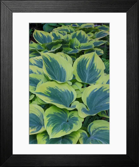 Framed Print : USA, Washington State, Sammamish. Garden in springtime colors with hosta liberty growing in large pots