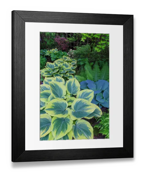 Framed Print : USA, Washington State, Sammamish. Garden in springtime colors with hosta liberty growing in large pots Framed Print : USA, Washington State, Sammamish. Garden in springtime colors with hosta liberty growing in large pots