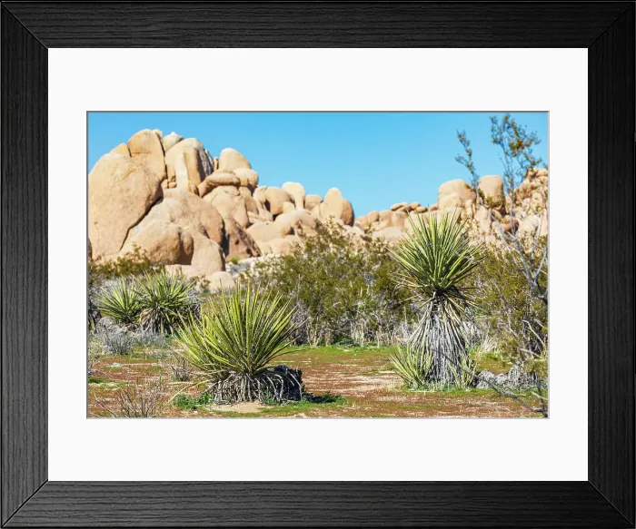 Framed Print : California, USA. Yucca plants and rock formations in Joshua Tree National Park Framed Print : California, USA. Yucca plants and rock formations in Joshua Tree National Park