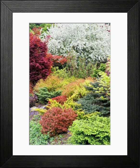 Framed Print : USA, Washington State, Sammamish. Front yard garden in springtime color with deer resistant plants