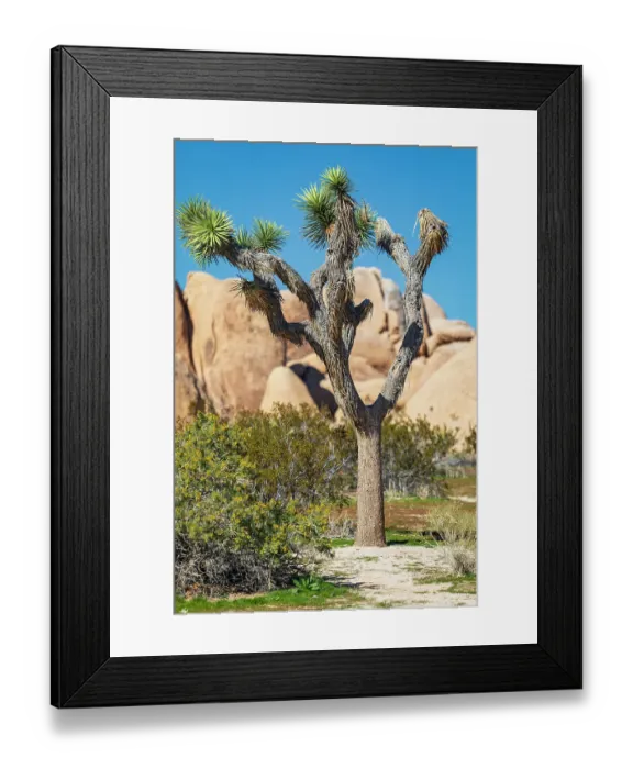 Framed Print : California, USA. Joshua tree and rock formations in Joshua Tree National Park Framed Print : California, USA. Joshua tree and rock formations in Joshua Tree National Park