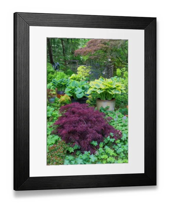Framed Print : USA, Washington State, Sammamish. Garden in springtime colors with hosta, Japanese maple