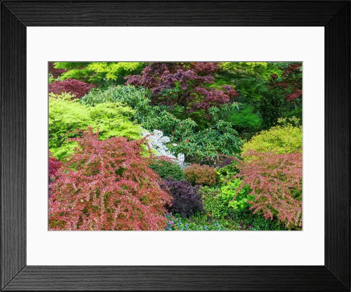 Framed Print : USA, Washington State, Sammamish. Front yard in the springtime with blooming Rhododendrons, Japanese maples. Barberries