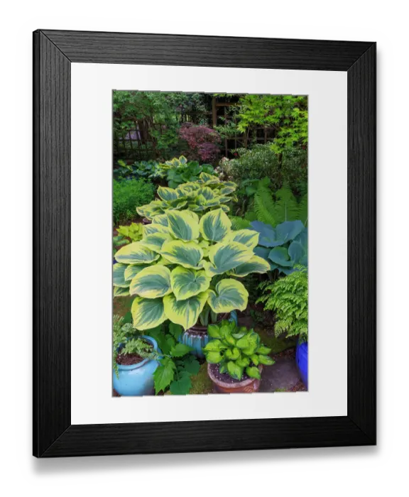 Framed Print : USA, Washington State, Sammamish. Garden in springtime colors with hosta liberty growing in large pots Framed Print : USA, Washington State, Sammamish. Garden in springtime colors with hosta liberty growing in large pots