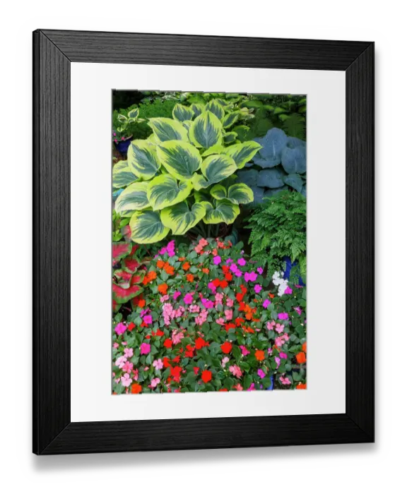 Framed Print : USA, Washington State, Sammamish. Garden in springtime colors with hosta liberty growing in large pots along with Impatiens and caladium