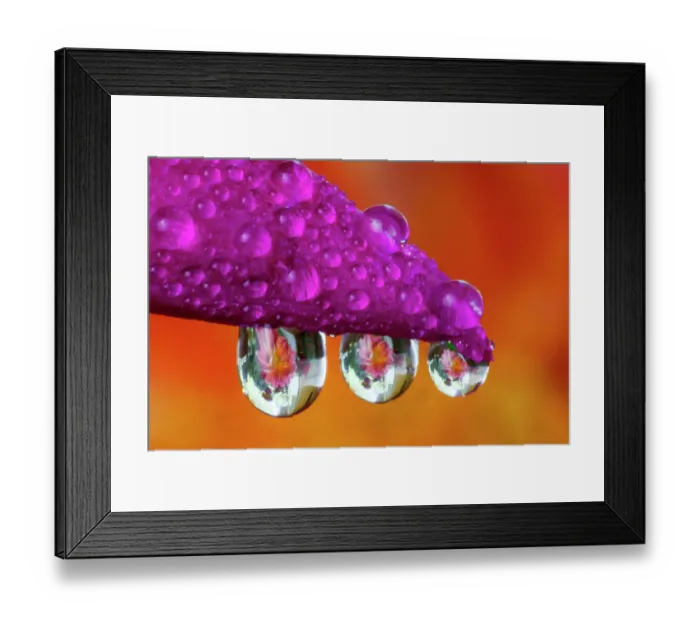 Framed Print : USA, Washington State, Sammamish. Dewdrops reflecting dahlia flower with dewdrops hanging off Christmas cactus Framed Print : USA, Washington State, Sammamish. Dewdrops reflecting dahlia flower with dewdrops hanging off Christmas cactus