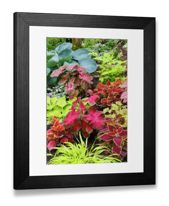 Framed Print : USA, Washington State, Sammamish. Newly planted garden with hosta. Coleus. Caladium, Japanese Grasses Framed Print : USA, Washington State, Sammamish. Newly planted garden with hosta. Coleus. Caladium, Japanese Grasses