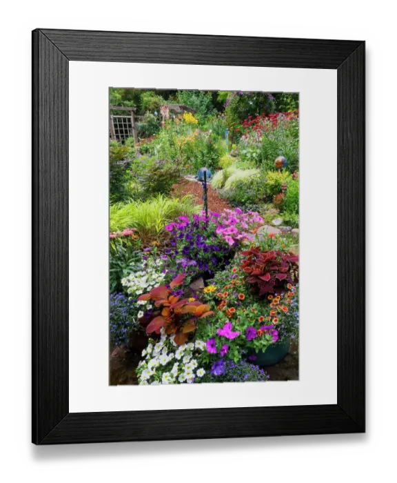 Framed Print : USA, Washington State, Sammamish. Summer perennial flower garden with cone flowers, zinnias. Beebalms, Rebecca. Coleus, Japanese grasses and lawn art Framed Print : USA, Washington State, Sammamish. Summer perennial flower garden with cone flowers, zinnias. Beebalms, Rebecca. Coleus, Japanese grasses and lawn art