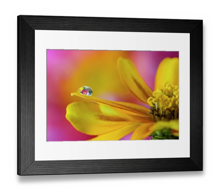 Framed Print : USA, Washington State, Sammamish. Dewdrop on petal of orange profusion zinnia