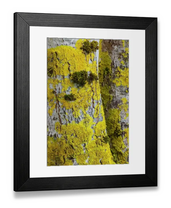 Framed Print : USA, Washington State, Bellevue. Birch trees white bark covered with golden lichen Framed Print : USA, Washington State, Bellevue. Birch trees white bark covered with golden lichen