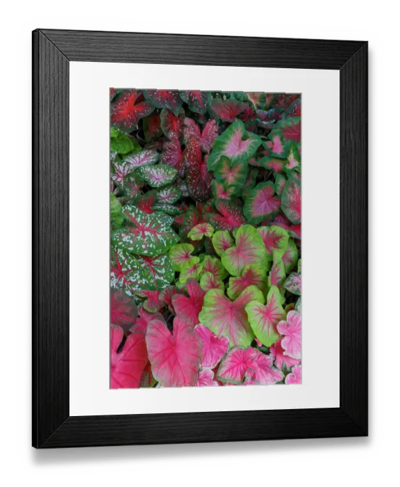 Framed Print : USA, Washington State, Sammamish. Tropical caladium leafed plants on deck in mass plantings