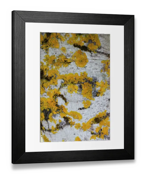 Framed Print : USA, Washington State, Bellevue. Birch trees white bark covered with golden lichen Framed Print : USA, Washington State, Bellevue. Birch trees white bark covered with golden lichen