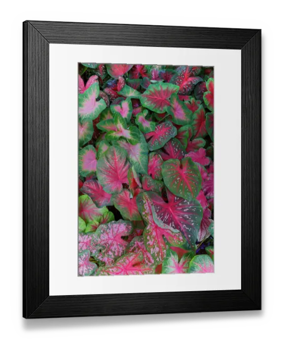 Framed Print : USA, Washington State, Sammamish. Tropical caladium leafed plants on deck in mass plantings