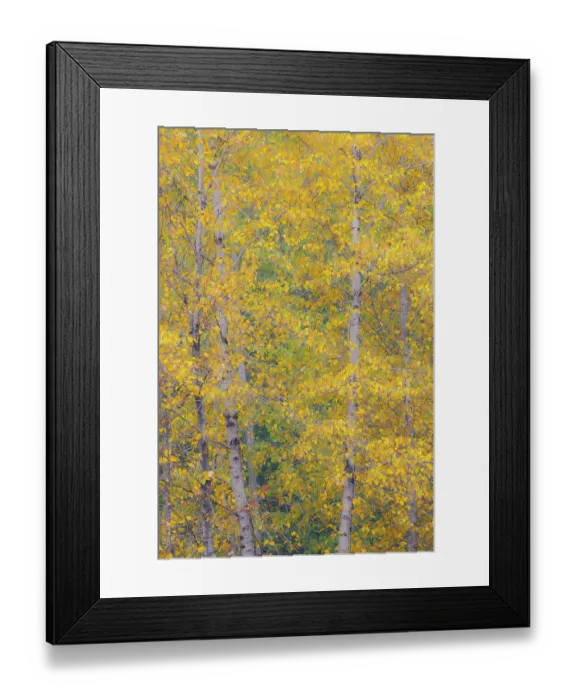 Framed Print : USA, Washington State, Preston. Golden fall colors with cottonwood trees Framed Print : USA, Washington State, Preston. Golden fall colors with cottonwood trees