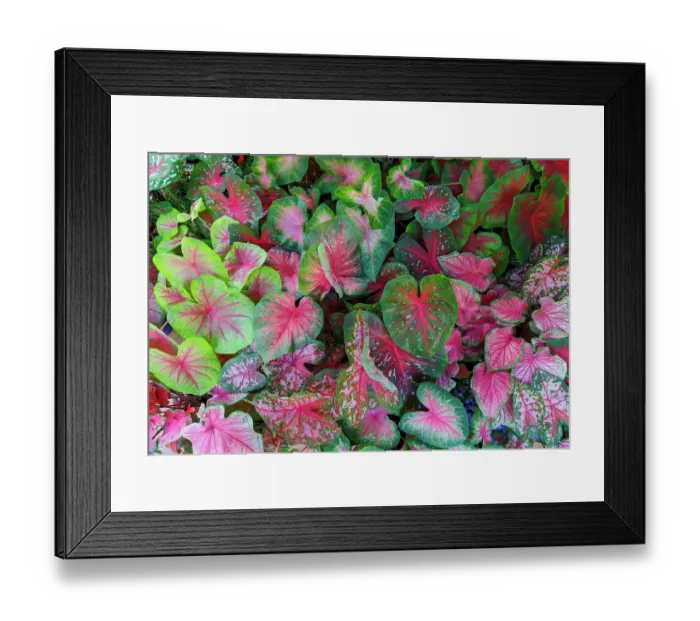 Framed Print : USA, Washington State, Sammamish. Tropical caladium leafed plants on deck in mass plantings Framed Print : USA, Washington State, Sammamish. Tropical caladium leafed plants on deck in mass plantings