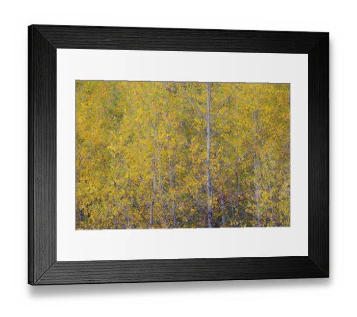 Framed Print : USA, Washington State, Preston. Golden fall colors with cottonwood trees