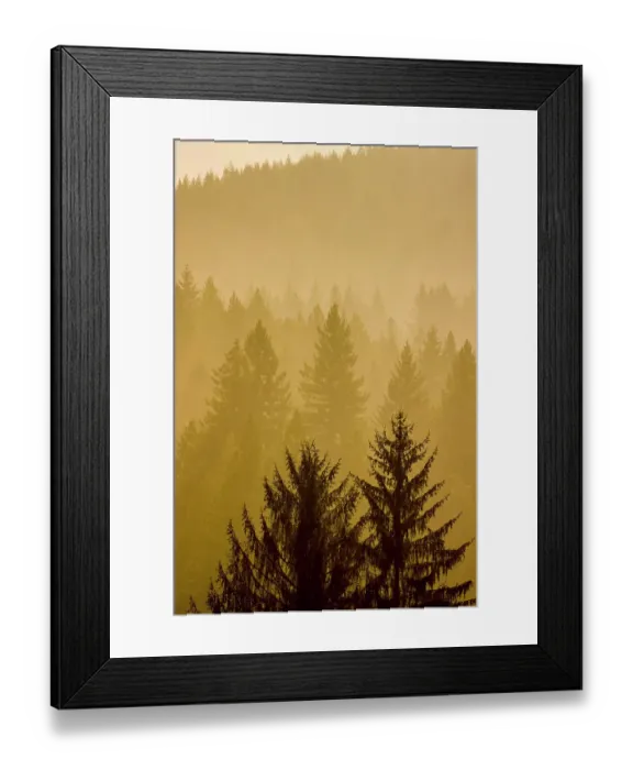 Framed Print : USA, Washington State, Preston. Evergreens layering foggy morning