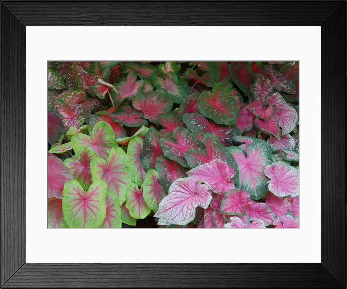 Framed Print : USA, Washington State, Sammamish. Tropical caladium leafed plants on deck in mass plantings