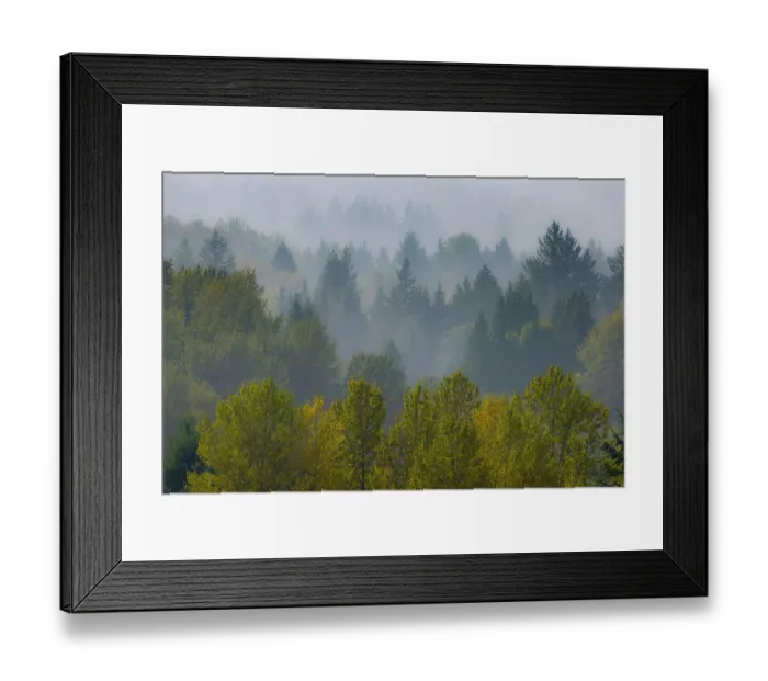 Framed Print : USA, Washington State, Preston. Morning rising fog in autumn with evergreen and cottonwood trees